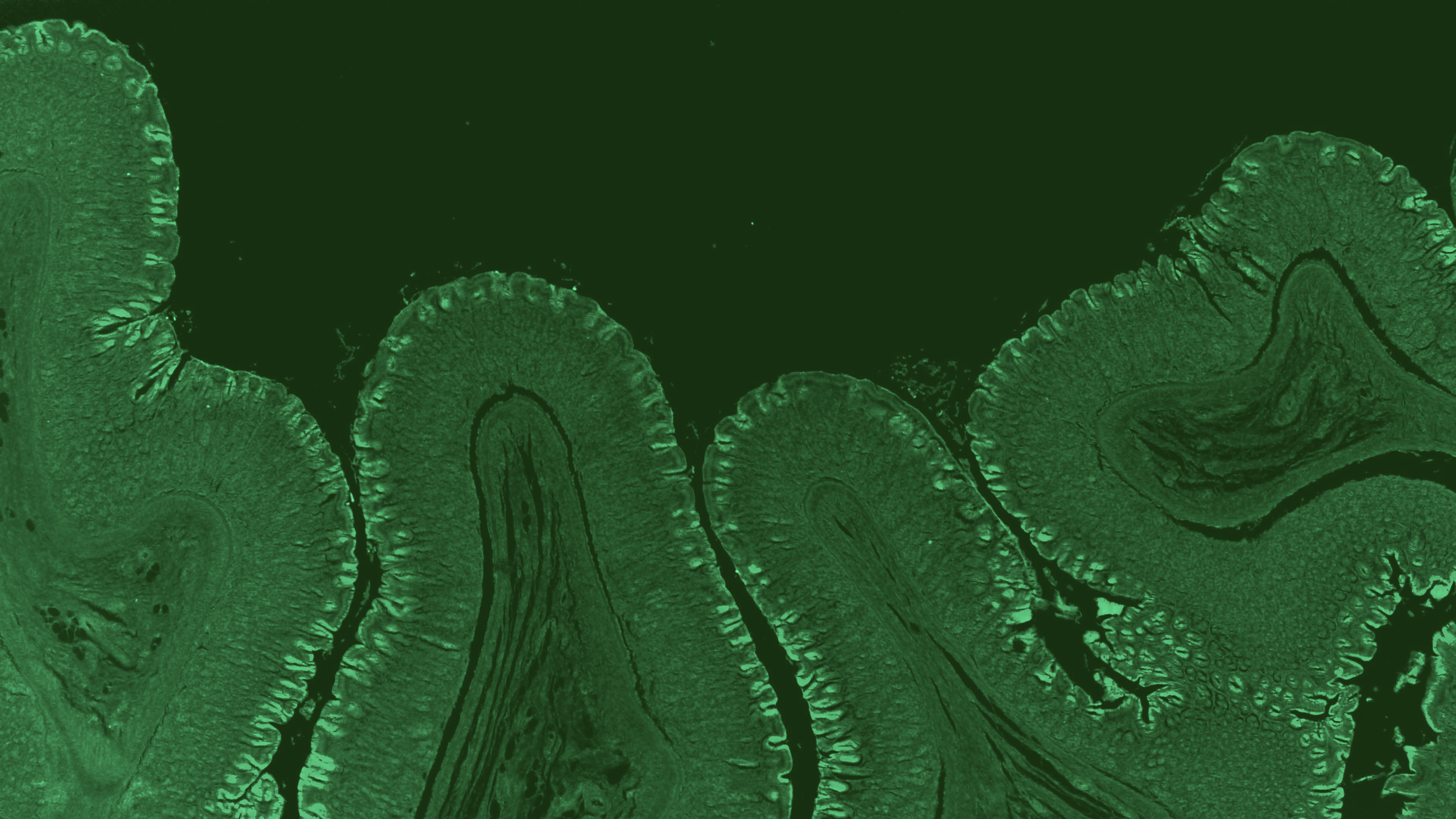 Decorative photo of cells