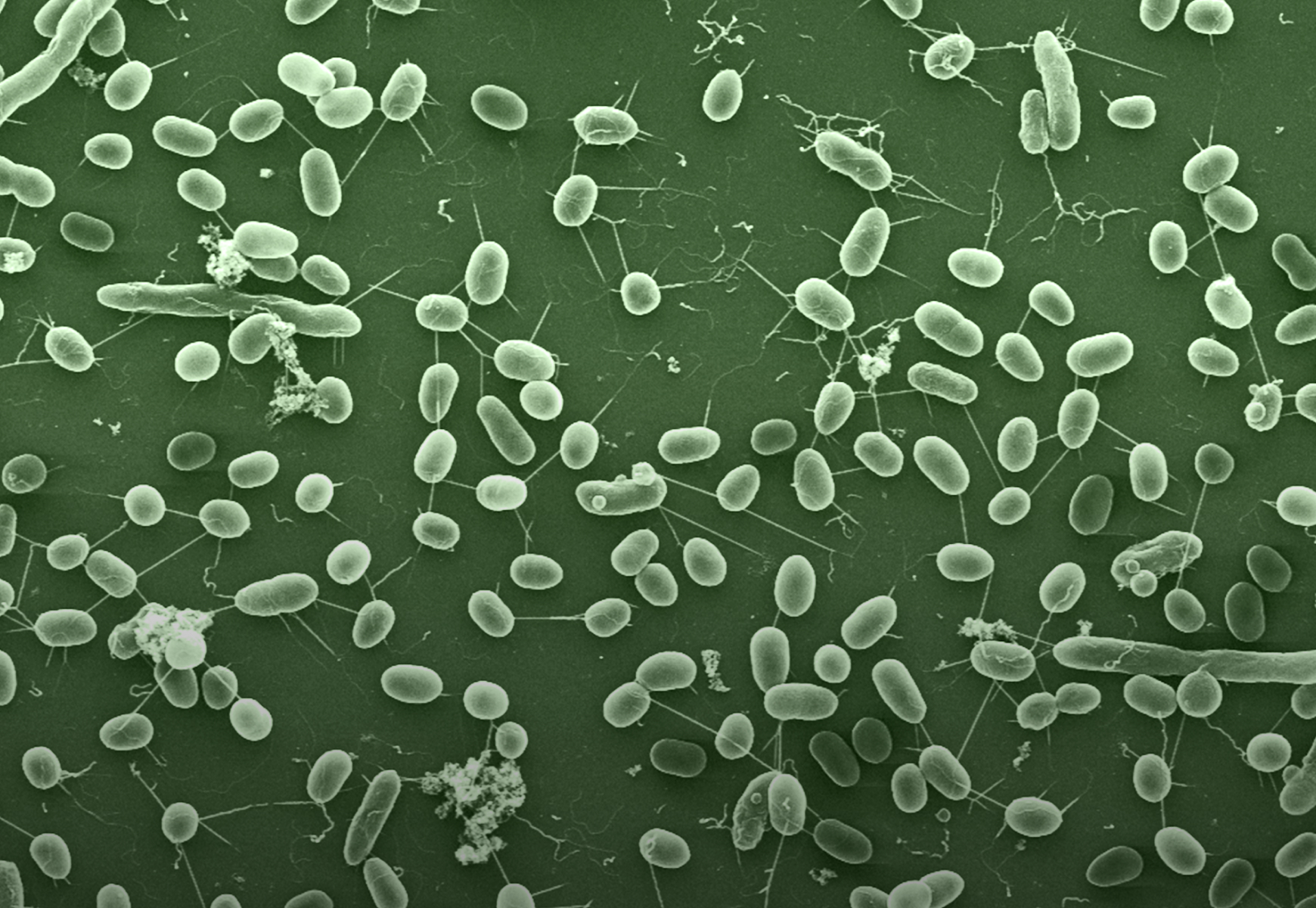 image of Pseudomonas putida bacteria