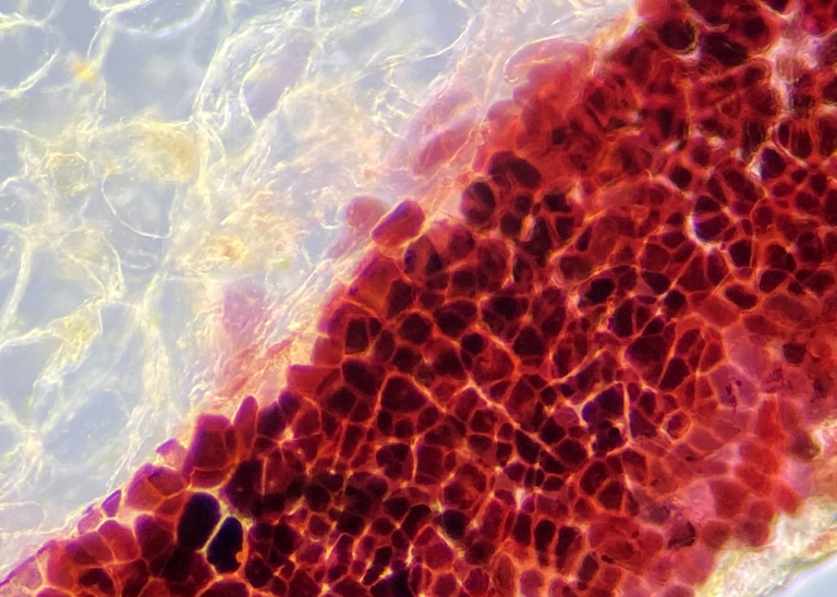 Blueberry Microscopy