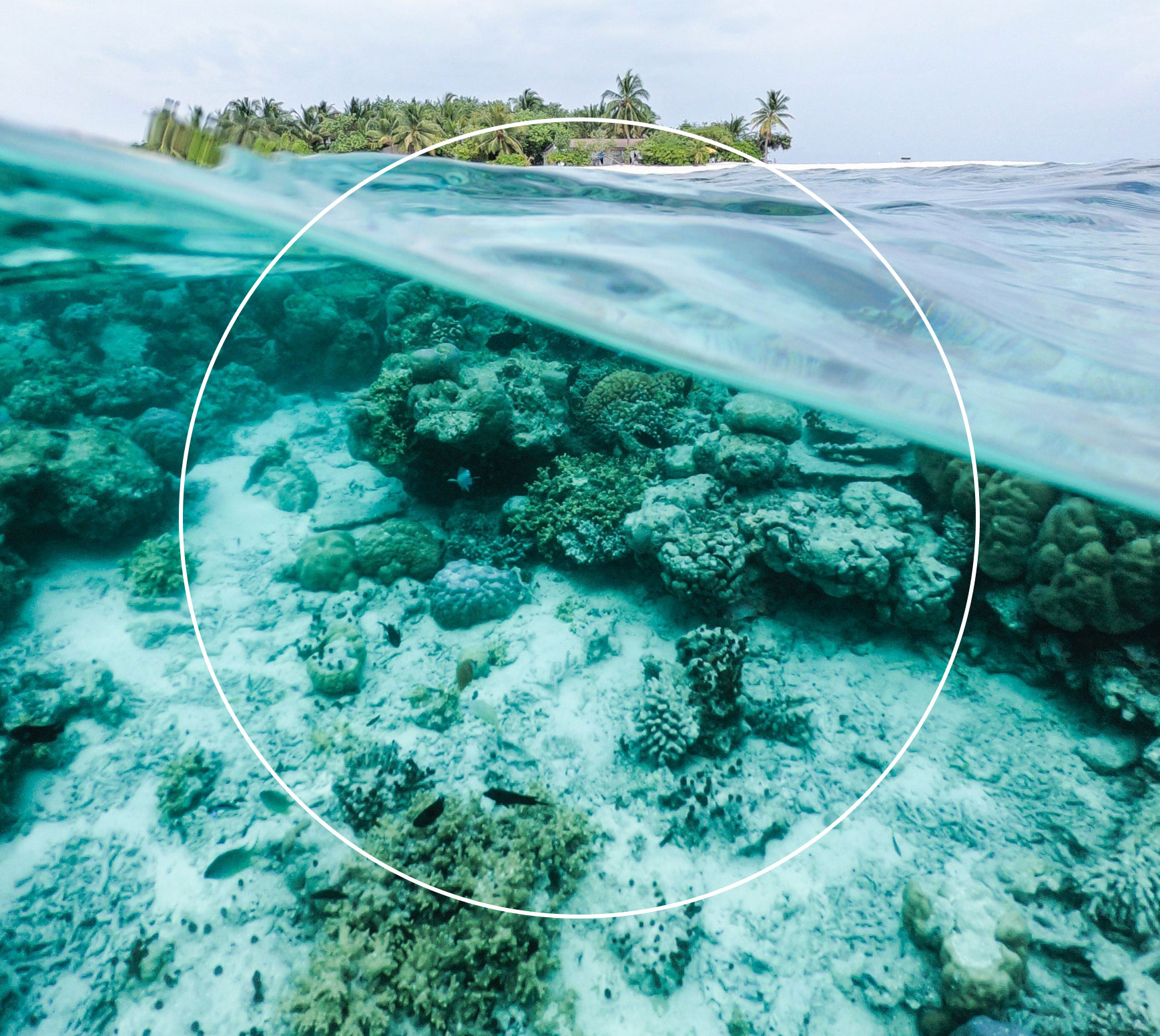 visual of the coral reef below water
