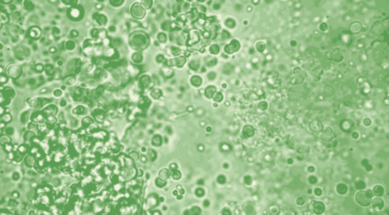 Green microbes, close up view