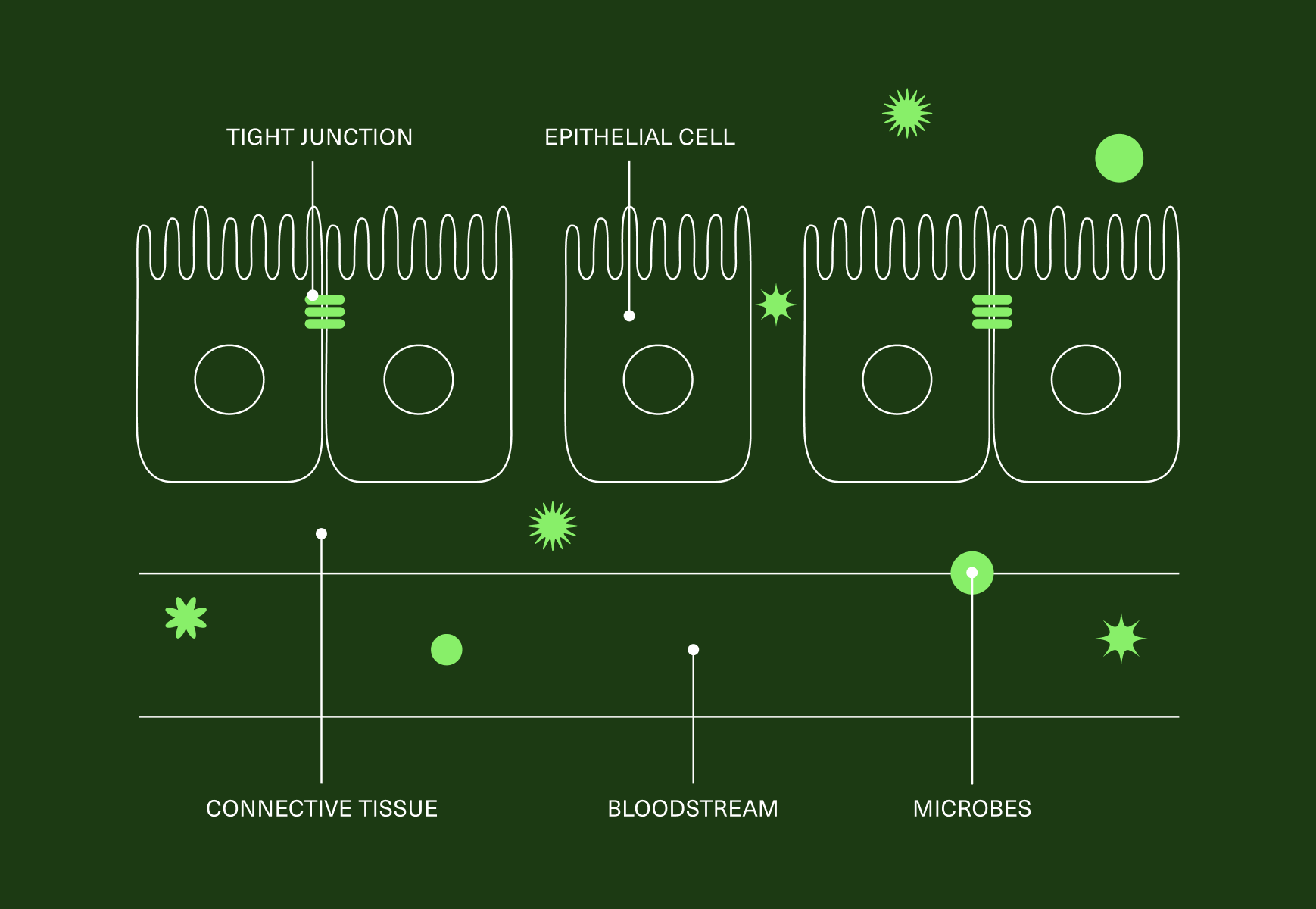 Illustration of a damaged epithelial barrier