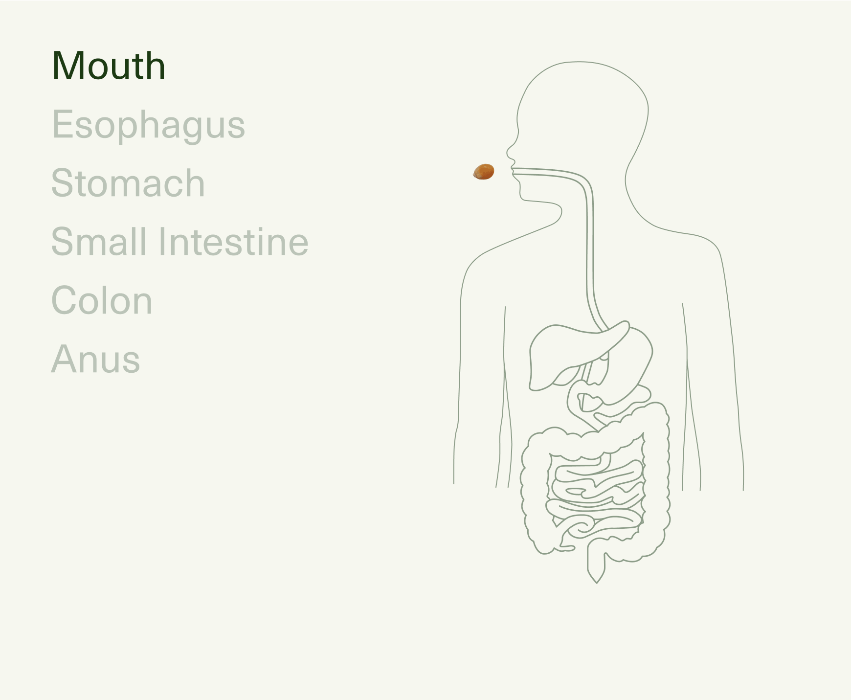 Diagram of human digestive system with focus on the mouth and a med-lock entering it