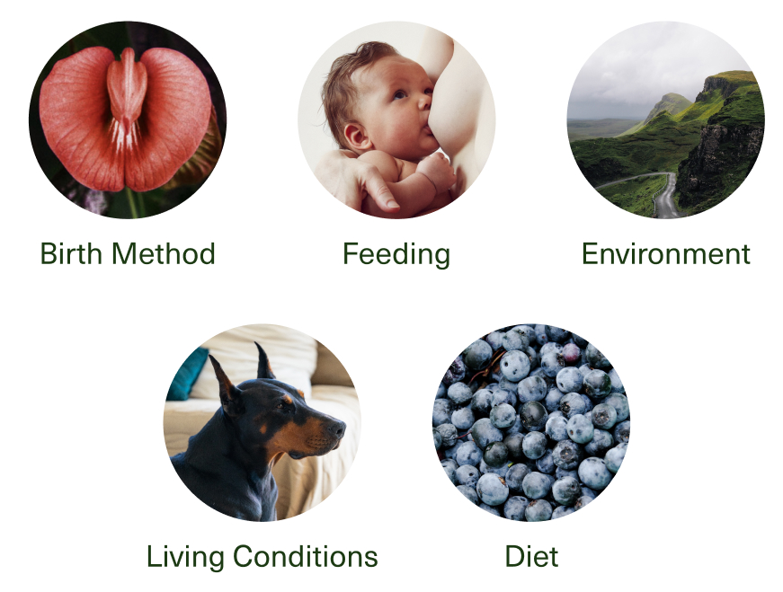 Red flower, baby breastfeeding, mountain road, Doberman dog, blueberries close-up