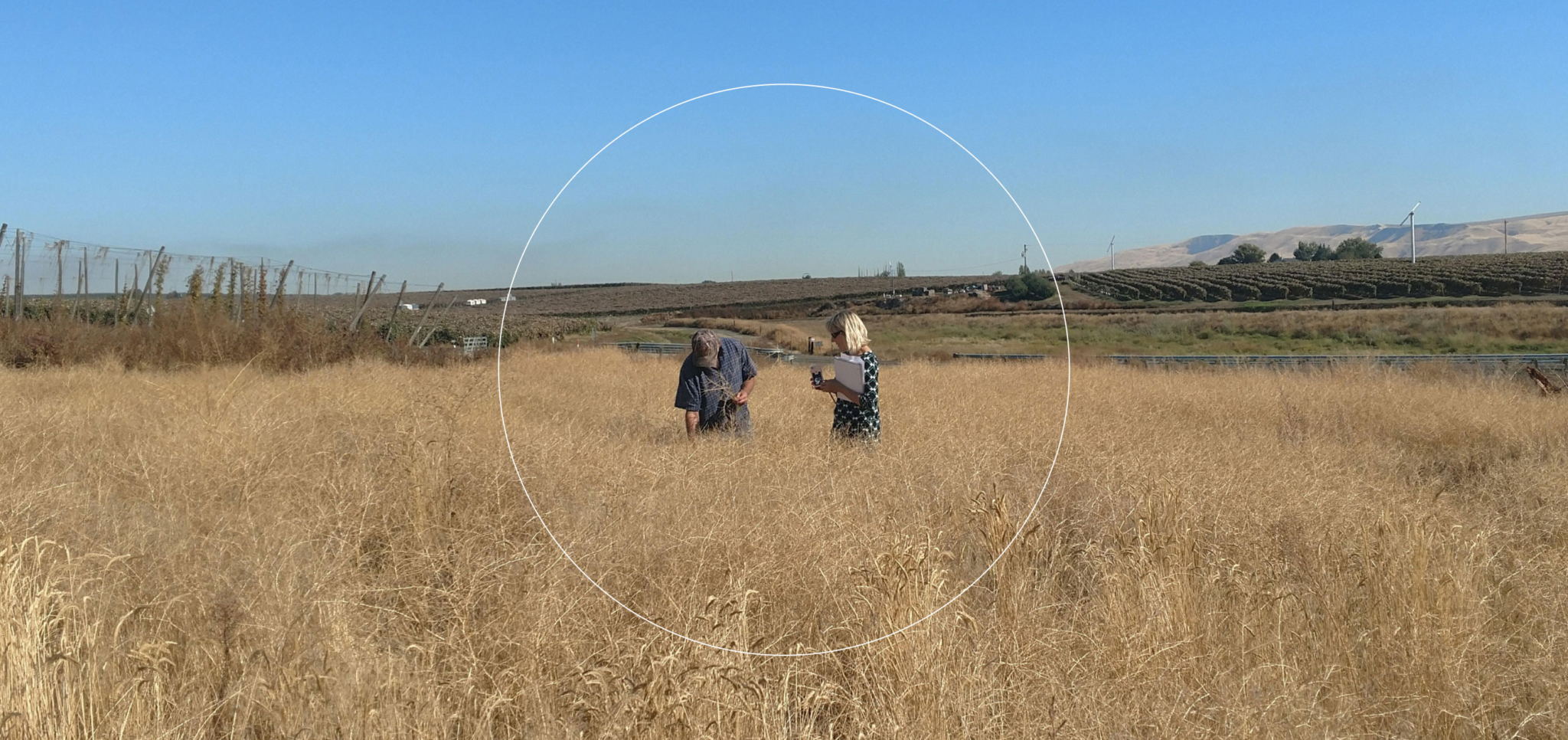 Two people examining plants in a dry grassy field under a clear blue sky