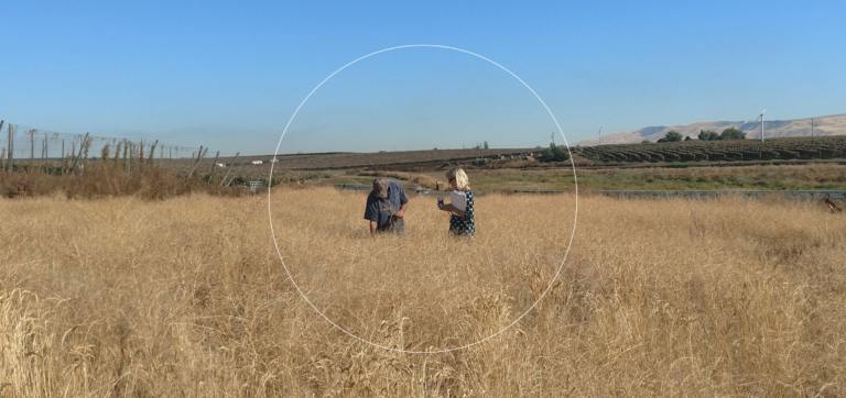 Two people examining plants in a dry grassy field under a clear blue sky