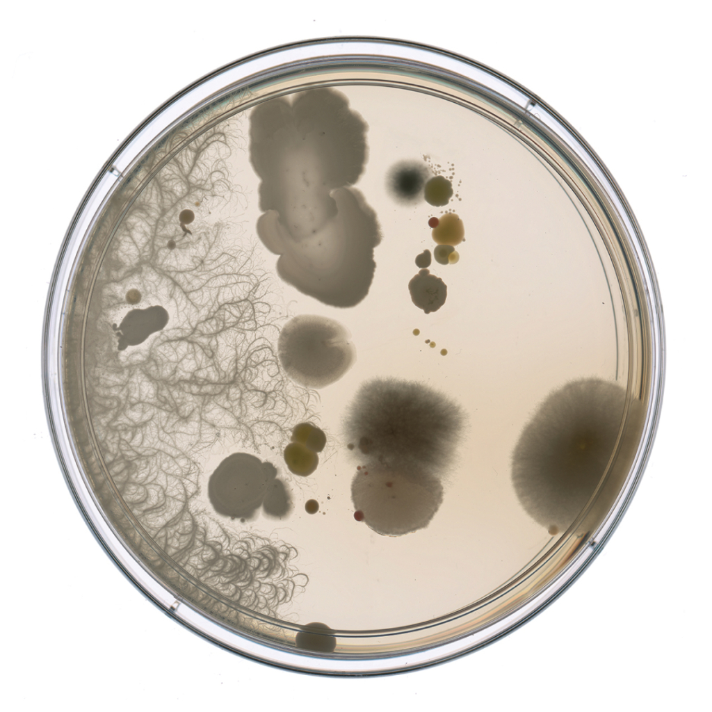 Petri dish with various bacterial and fungal colonies growing on agar medium.