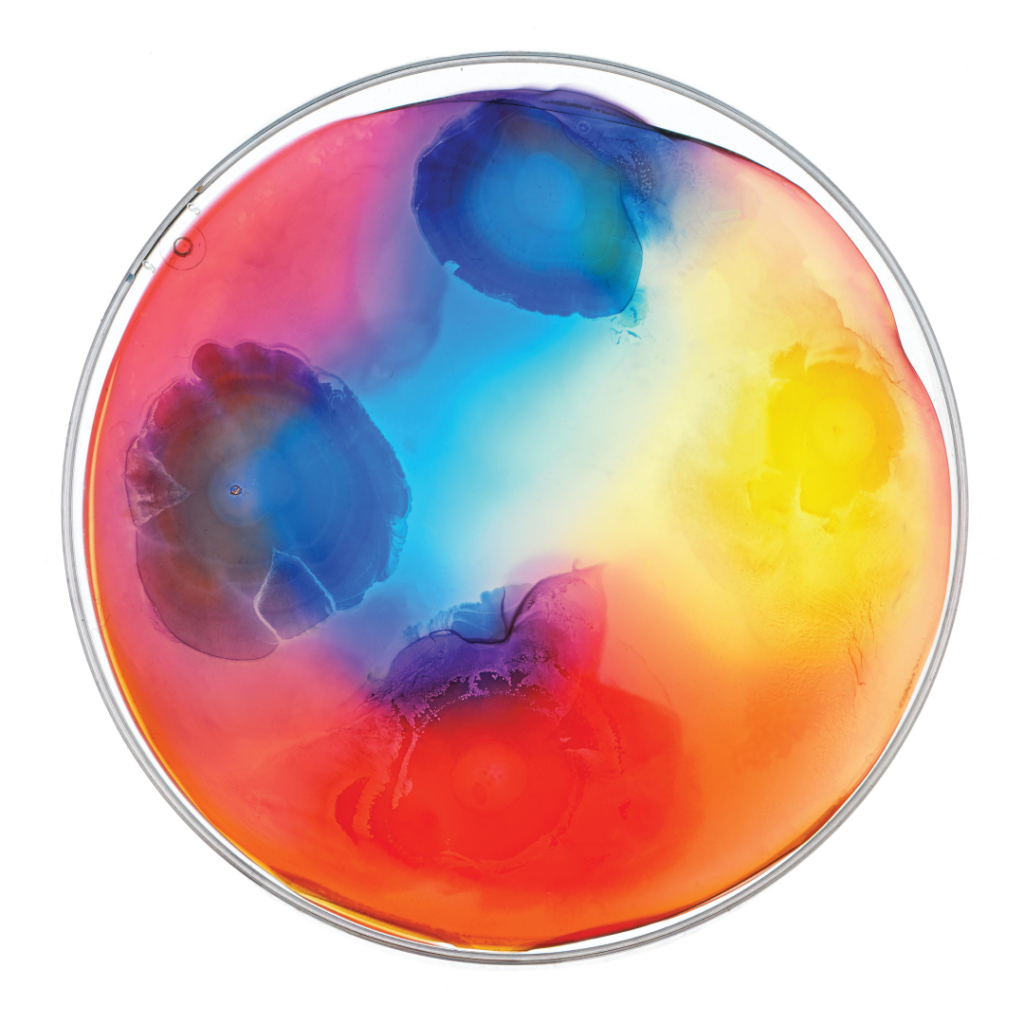 Round petri dish with colorful bacterial growth in red, blue, yellow, and orange hues.