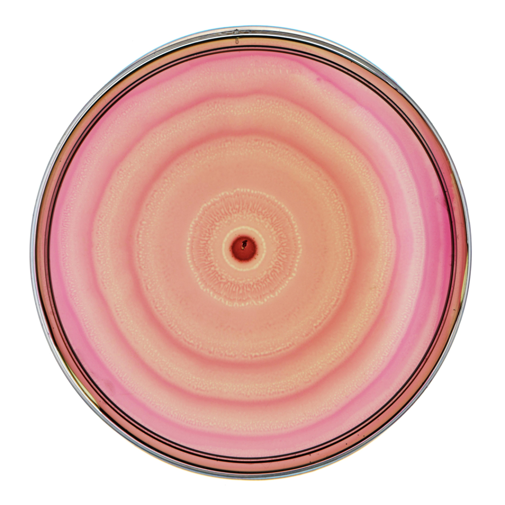 Circular petri dish with concentric pink and beige bacterial growth patterns.