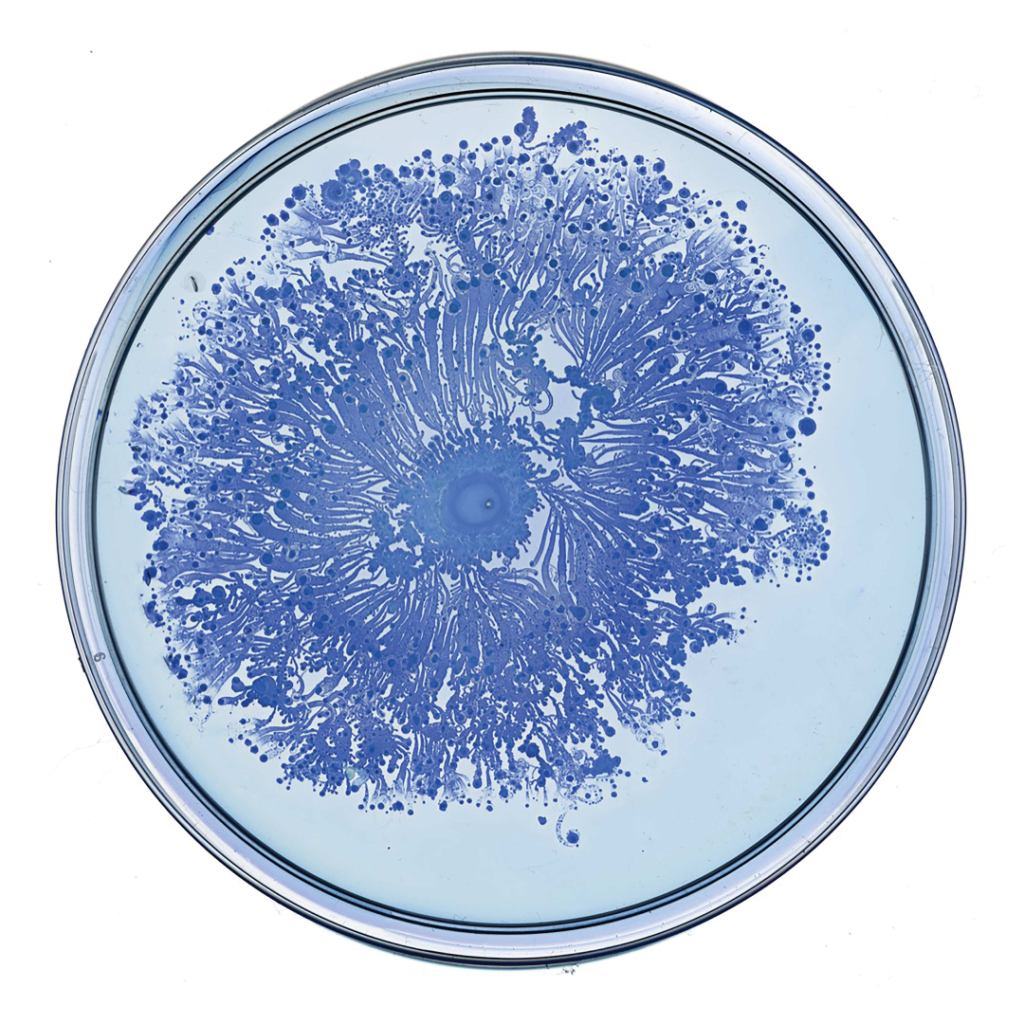 Blue bacterial colony growth pattern in a petri dish on a light background