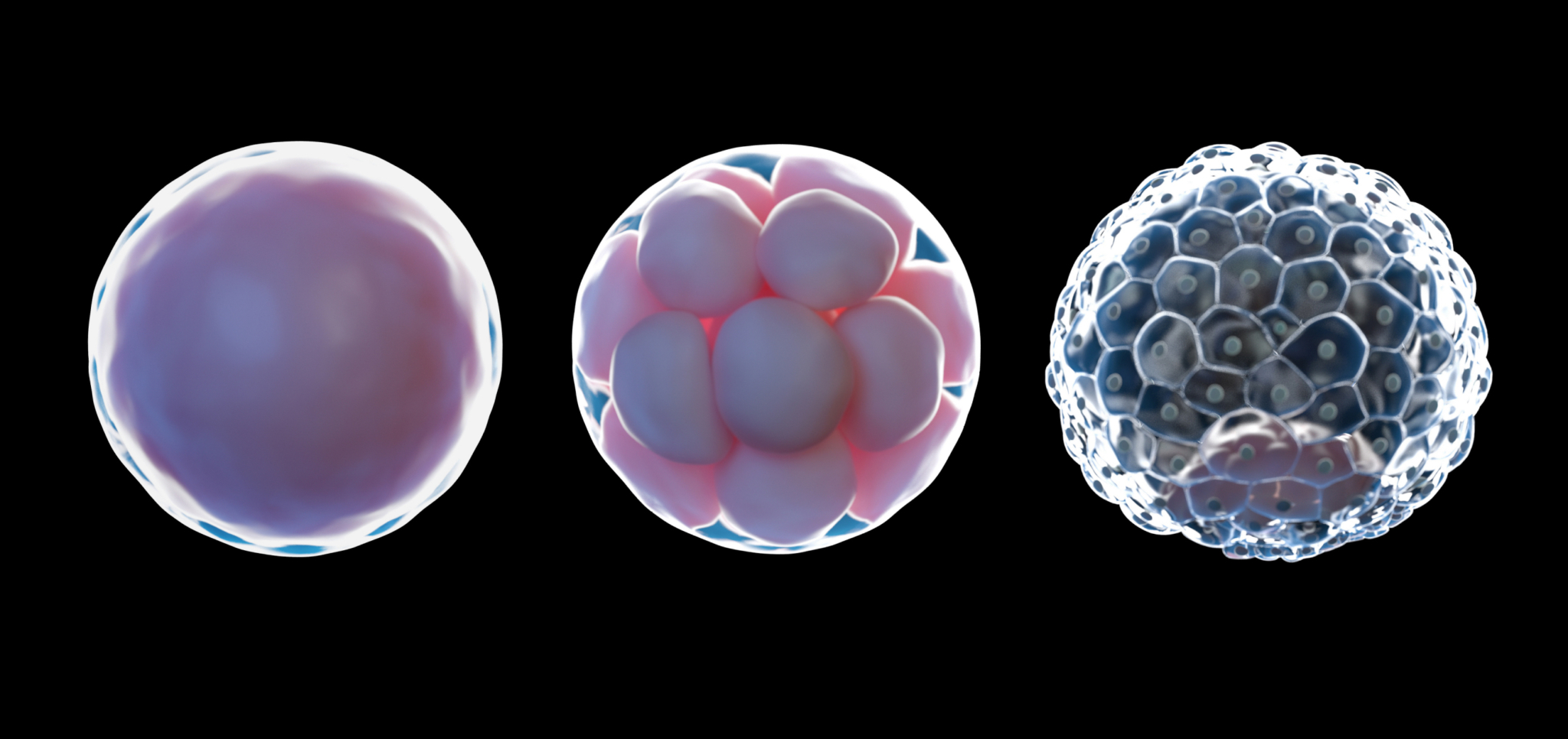 Three stages of early embryonic development shown as spherical cell clusters on black background.