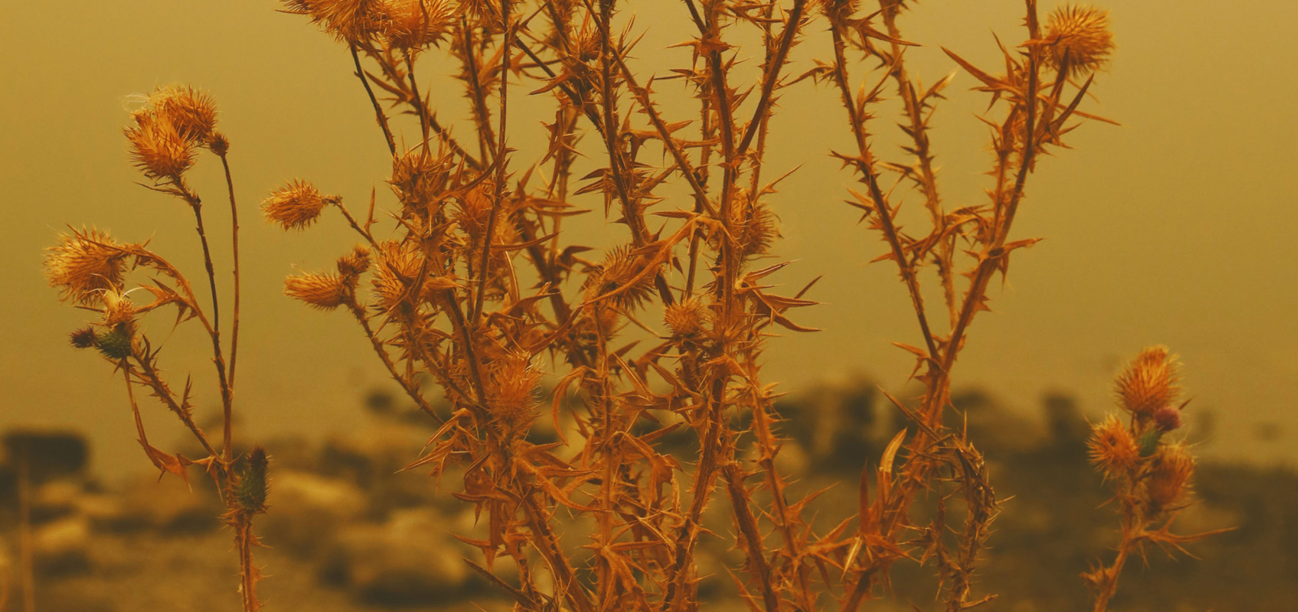 How Climate Changes Impact Microbes