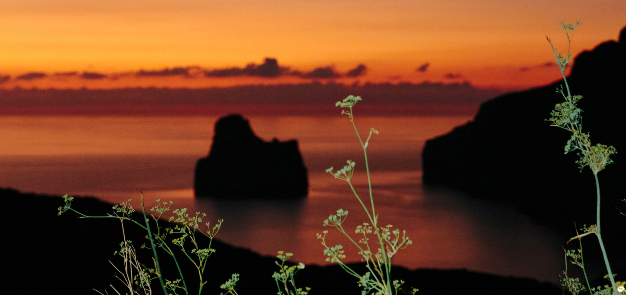 Wildflowers in foreground with silhouetted cliffs and orange sunset over calm sea