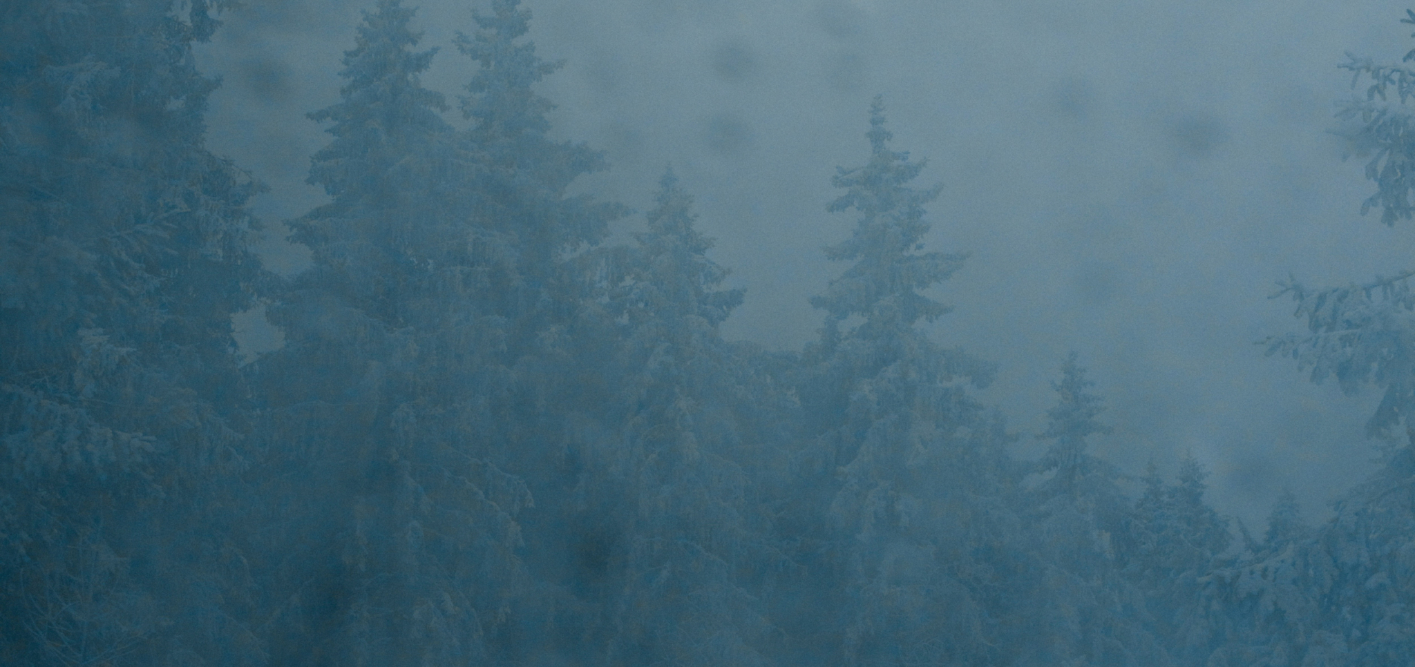 Snow-covered evergreen trees in a foggy, winter forest scene.