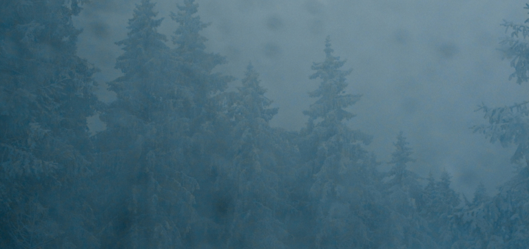 Snow-covered evergreen trees in a foggy, winter forest scene.