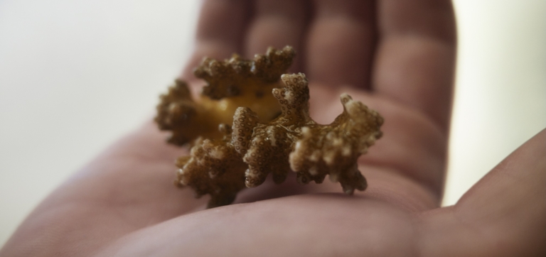 Seeking Carbon-Capturing Bacteria Off a Remote Japanese Island