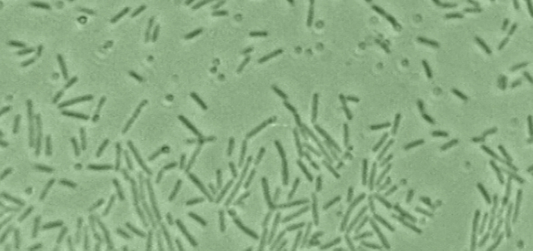 What Is a Synbiotic? Probiotics, Prebiotics, and the Science of Teamwork