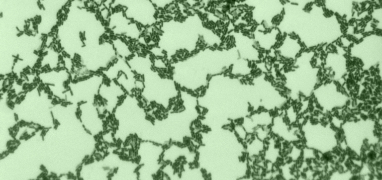 Your Inner Rainforest: A Guide to Understanding and Nurturing Your Gut Flora