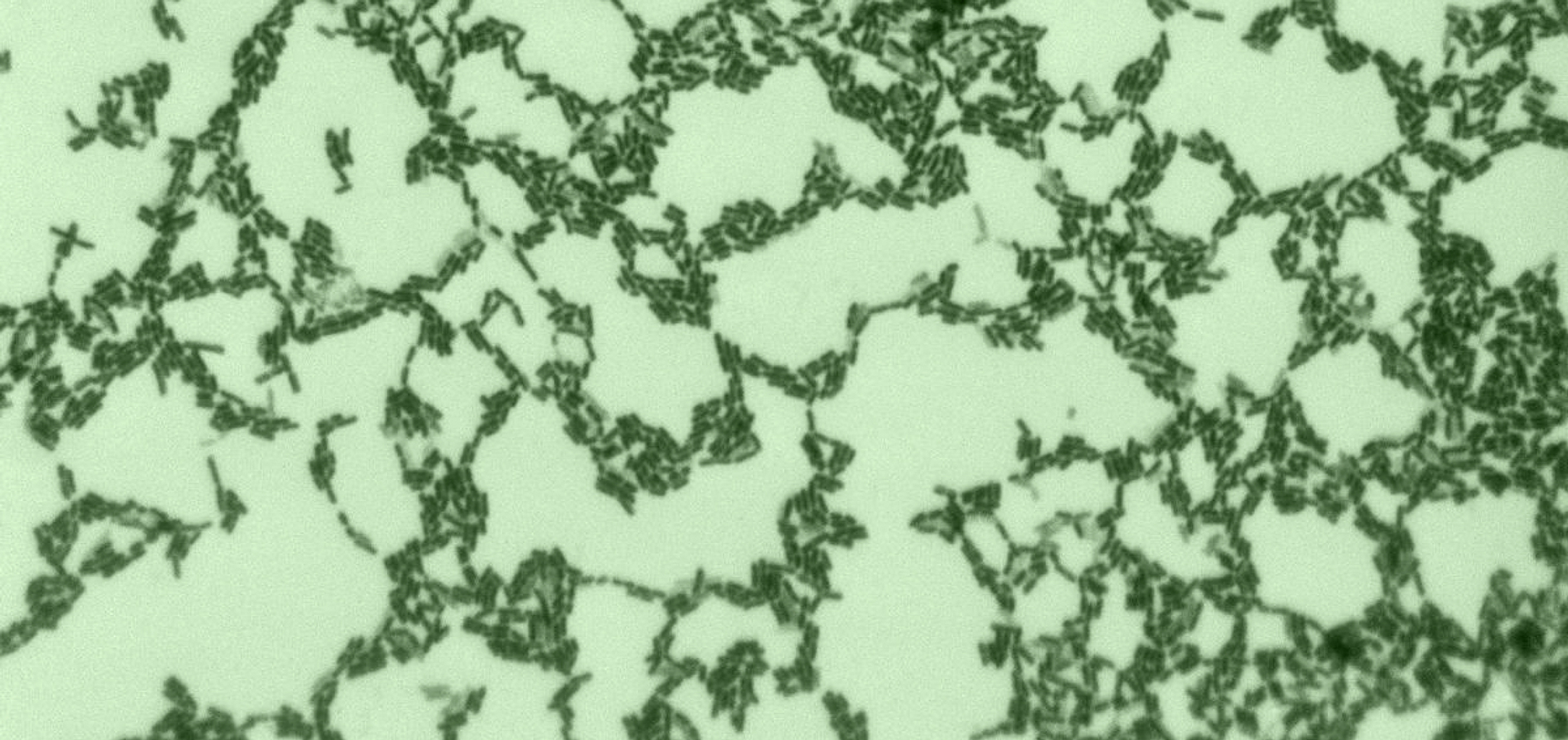 Your Inner Rainforest: A Guide to Understanding and Nurturing Your Gut Flora