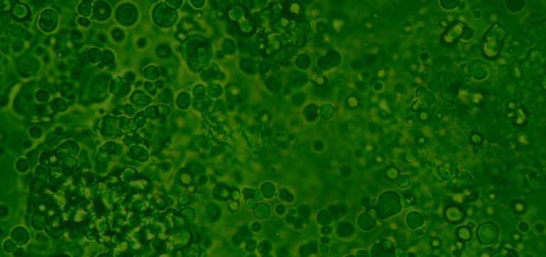 What is the Gut Microbiome? A Friendly Guide to Your Inner Ecosystem