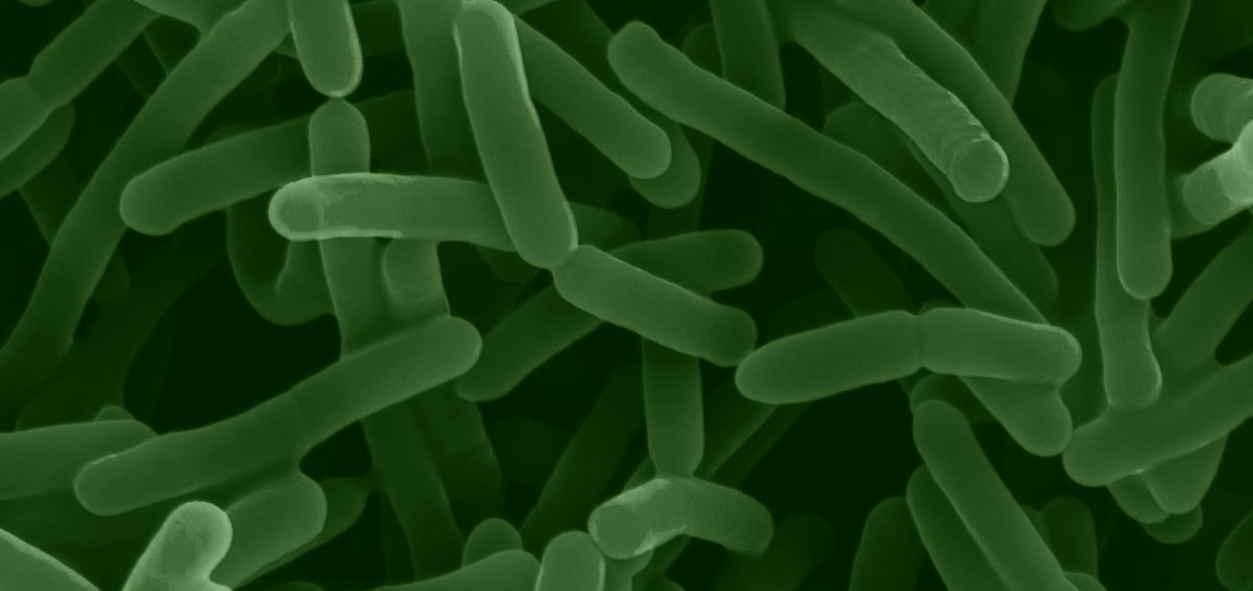 Bifidobacterium longum, Up Close: Why Strain Details Matter