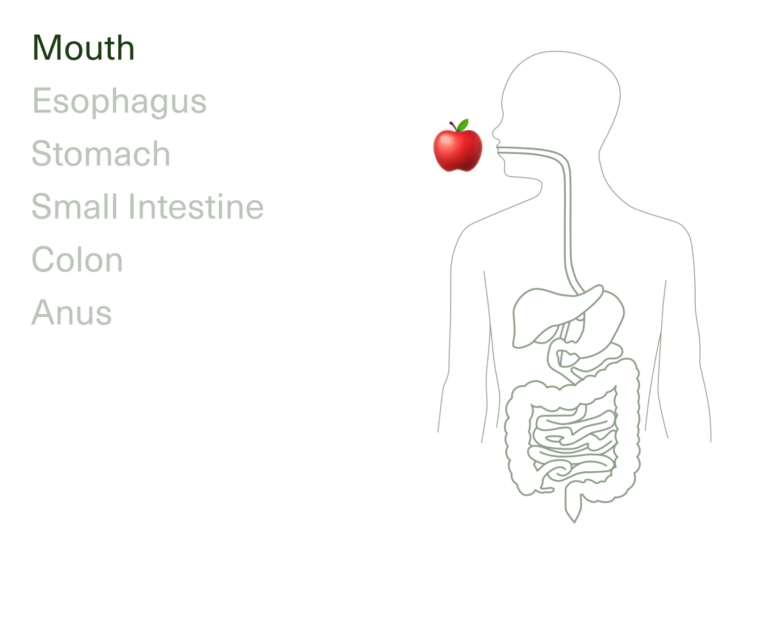 Diagram of digestive system