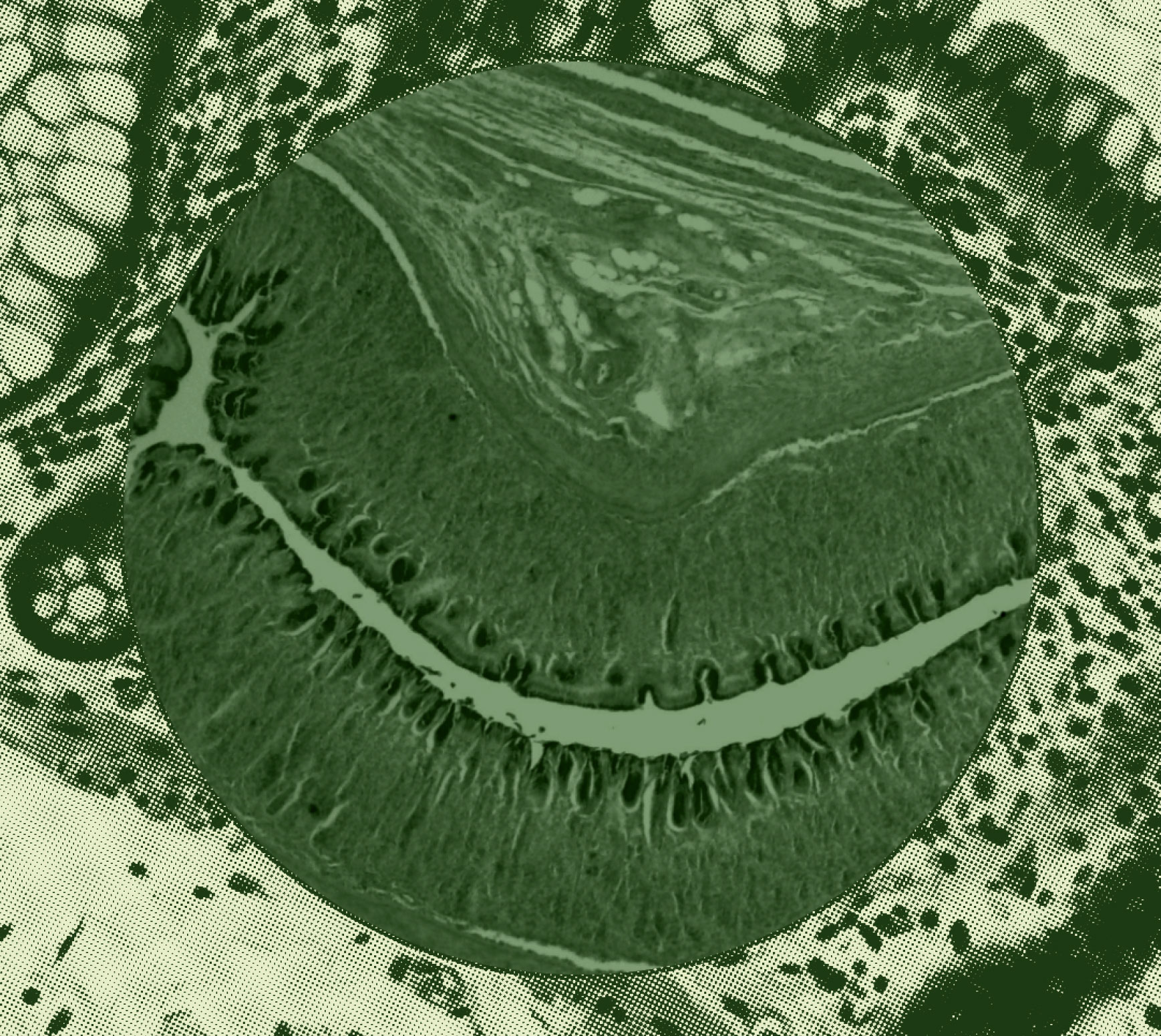 Microscopic cross-section of tissue with cellular structures and layered patterns in green tones.