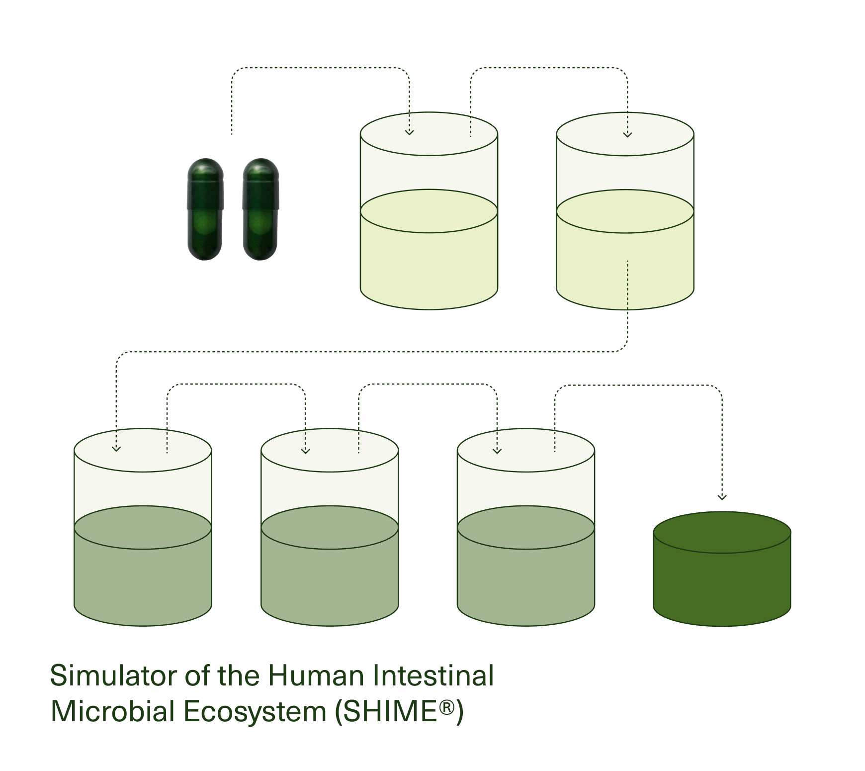 Illustration of the Simulator of the Human Intestinal Microbial Ecosystem (SHIME®)