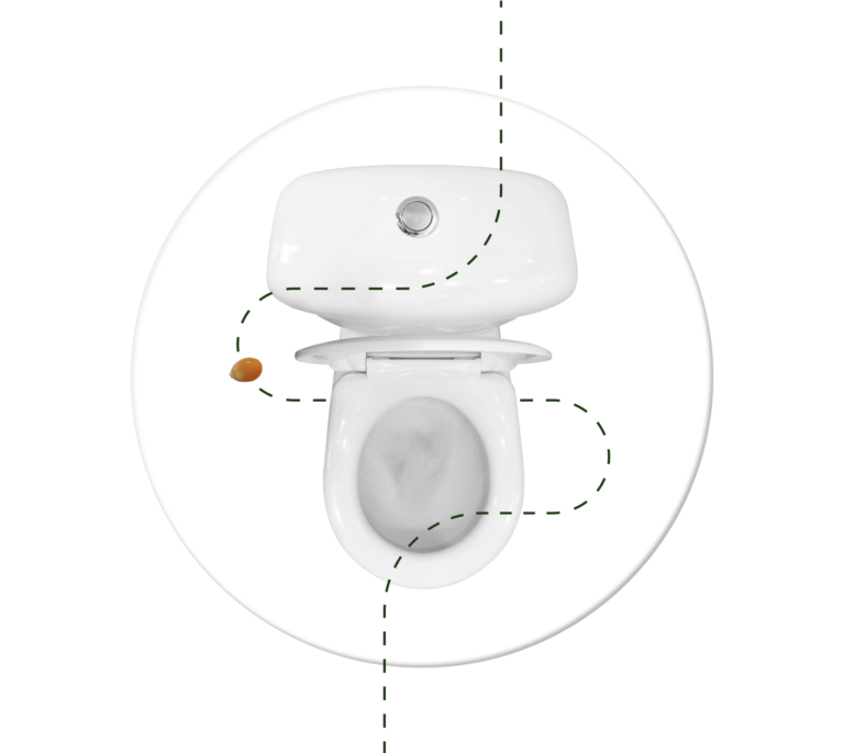 Top view of a white toilet with a dashed line and a small brown object nearby.