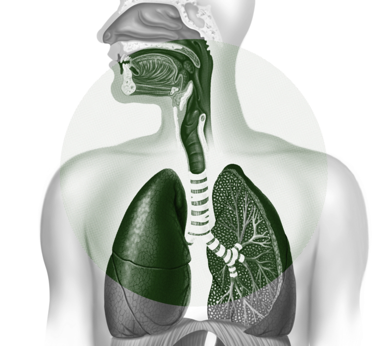 Human respiratory system showing nasal cavity, trachea, and lungs.