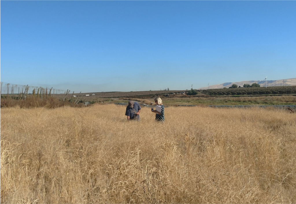 Two people examining dry grass in a field under a clear blue sky.