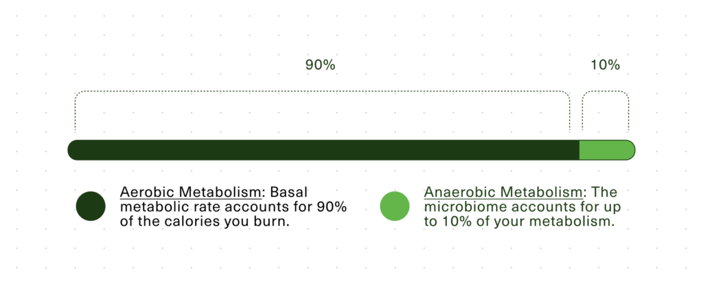 Bar chart showing aerobic metabolism accounts for 90% and anaerobic metabolism 10% of calories burned.