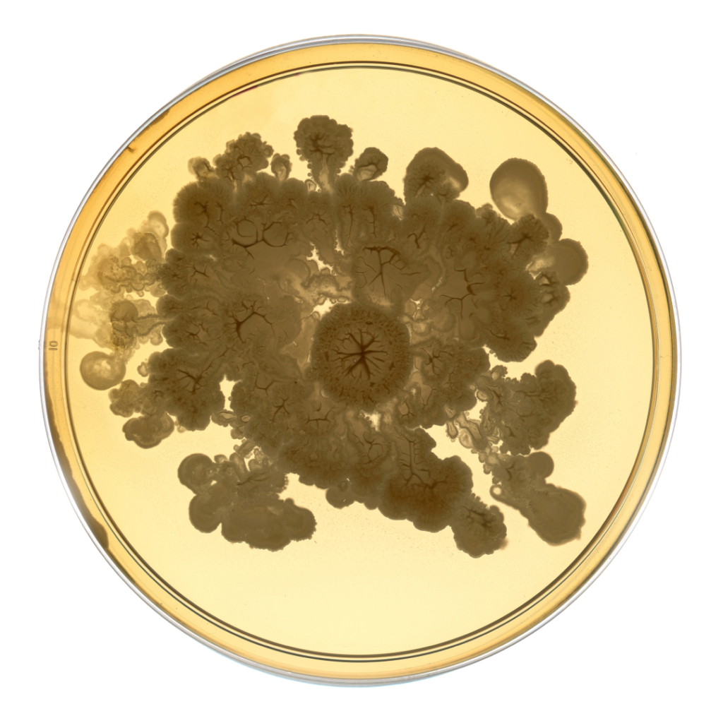 Bacterial colony growth with branching patterns in a petri dish.