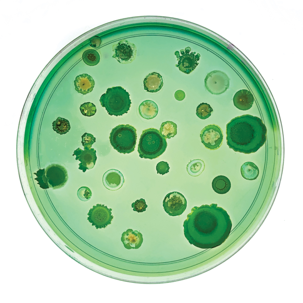 Petri dish with various green bacterial and fungal colonies growing on agar.