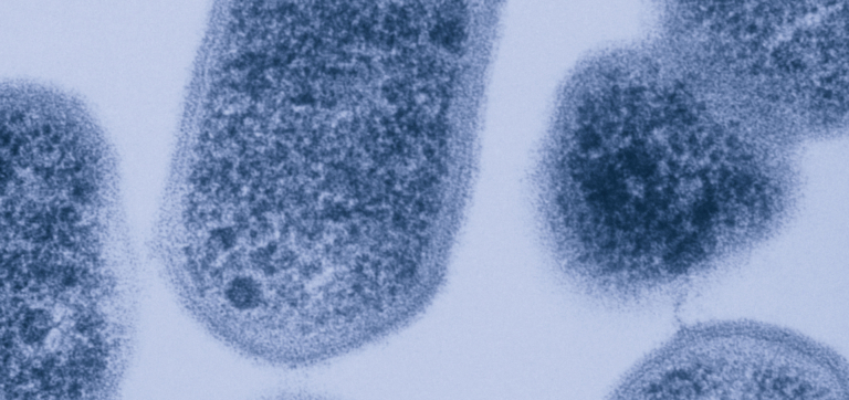 Gardnerella vaginalis (a species of bacteria that can cause bacterial vaginosis) under a microscope