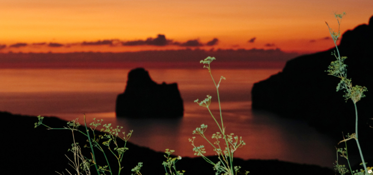 Wildflowers in foreground with silhouetted cliffs and orange sunset over calm sea