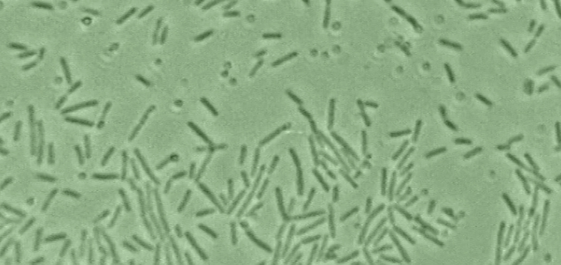 What Is a Synbiotic? Probiotics, Prebiotics, and the Science of Teamwork