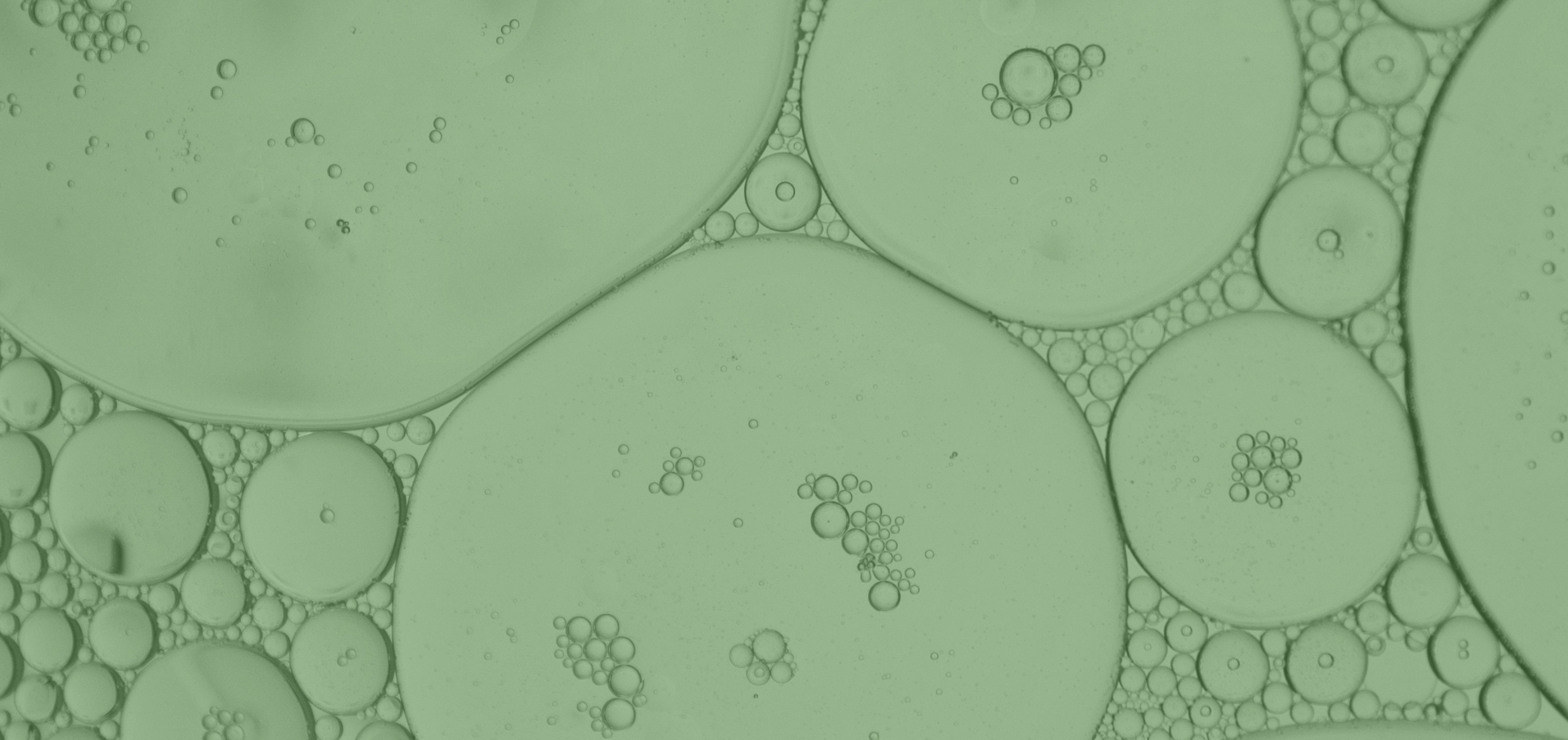 Lactiplantibacillus plantarum: Strain-Specific Benefits, Science & Gut Health