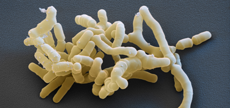 Bifidobacterium breve: A Deep Dive Into This Mighty Microbe