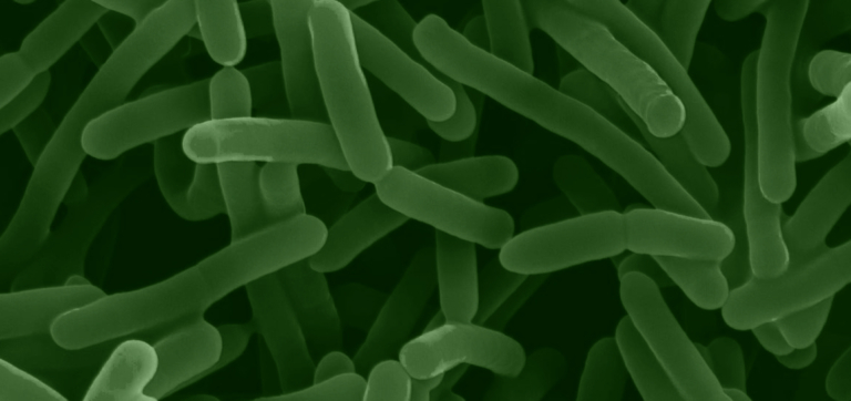 Bifidobacterium longum, Up Close: Why Strain Details Matter