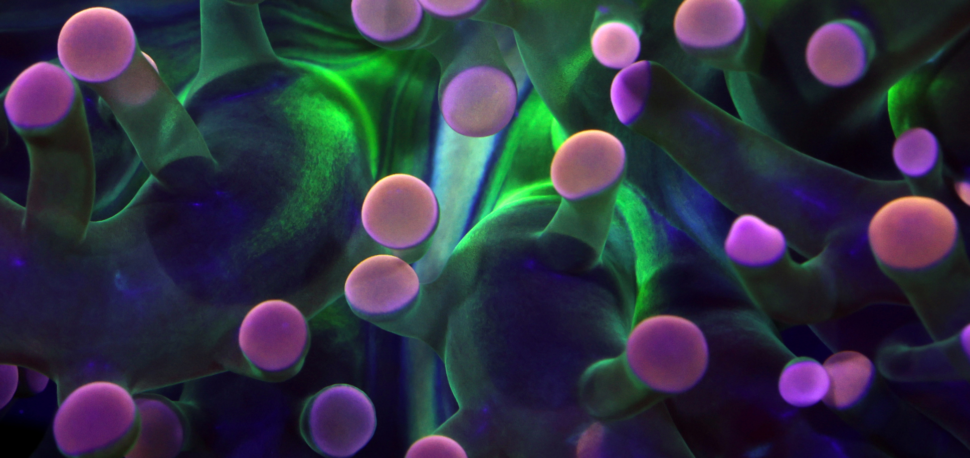 closeup of coral via Coral Morphologic