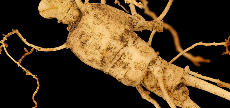 Ginseng for Energy: A Guide to Nootropic Benefits